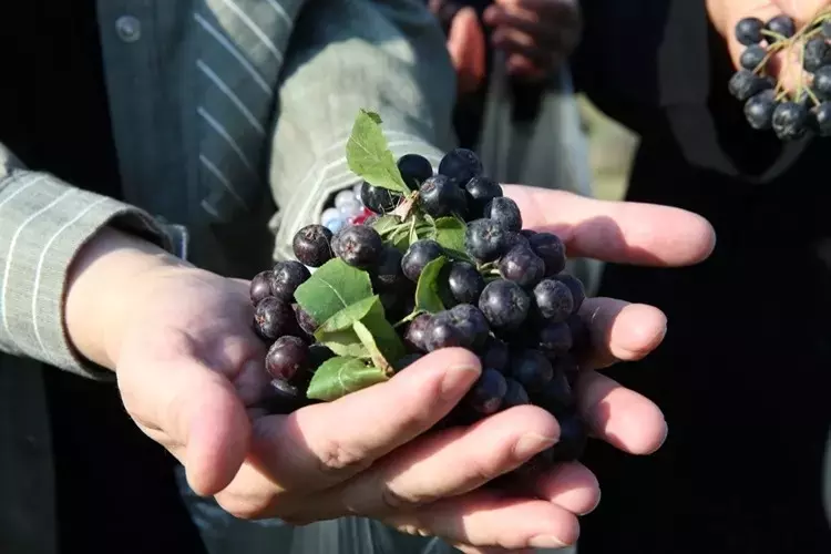 Her gün bir bardak içenlerin kalbi yenileniyor!.. Damar sertliğine ve tansiyona elveda diyor