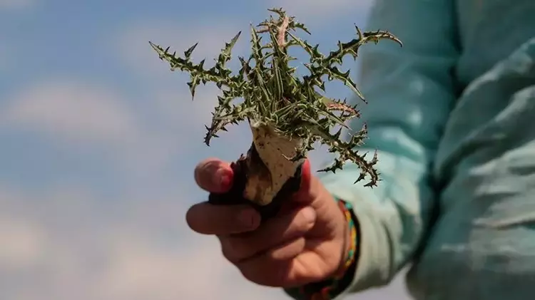 Anadolunun insanı niye sağlıklı?.. işte cevabı