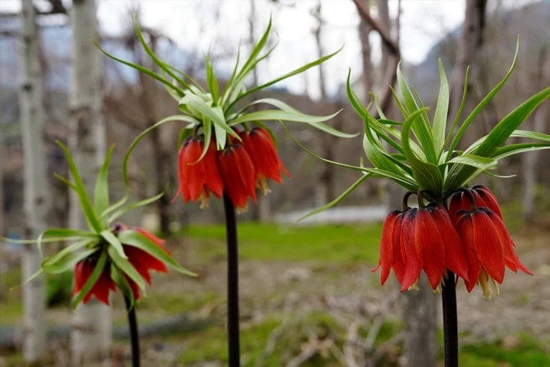 Koparanlara 700 bin liraya kadar ceza uygulanan ters laleler çiçek açtı
