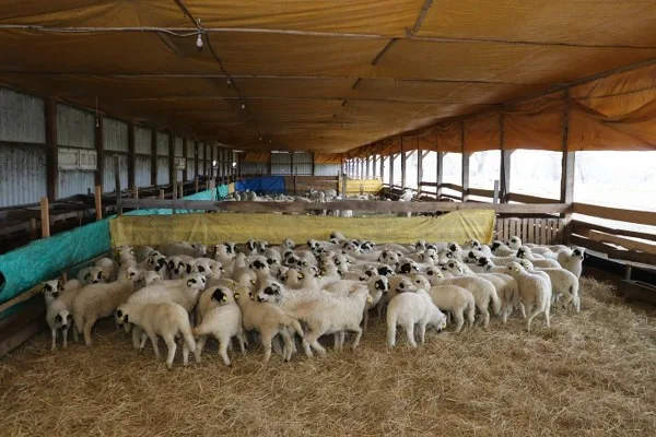 Organik Hayvancılık Hamlesi