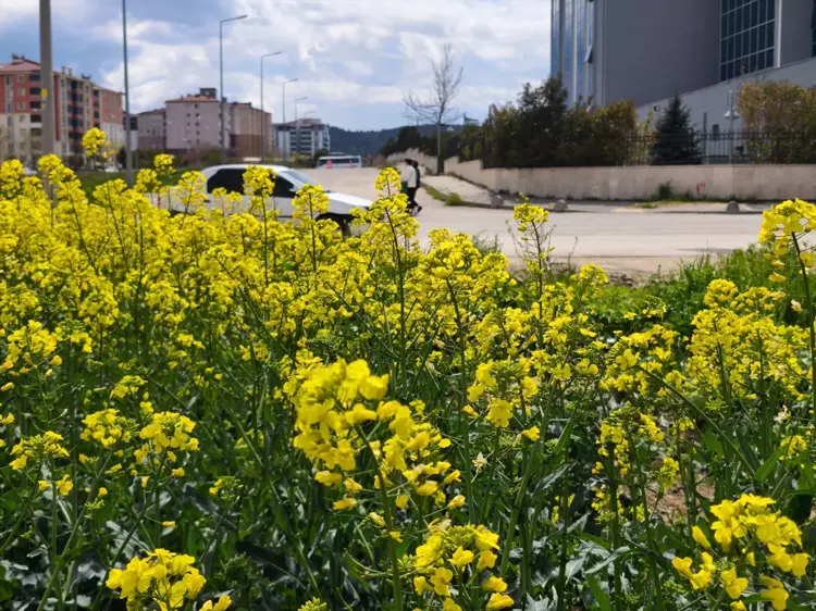 Trakya’da Ayçiçeğine rakip “sarı altın” bereketi başladı! 