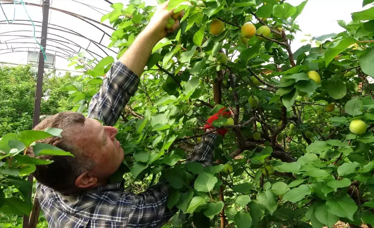 Mersin’de turfanda bereketi.. ilk hasat başladı!