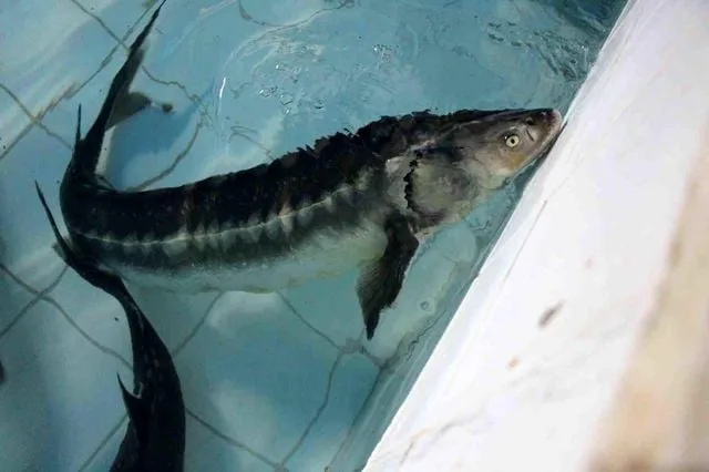 ‘Siyah inci’ler, Karadeniz’e Salınacak…