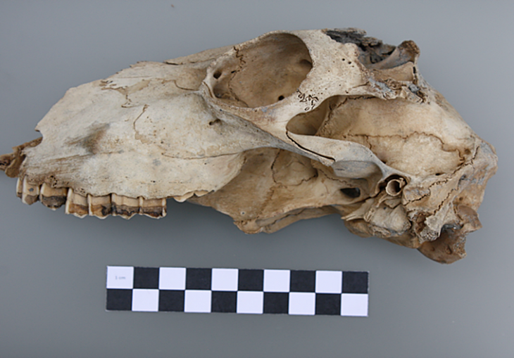 16. Yüzyıldan Kalma Cádiz Körfezi Batığı,