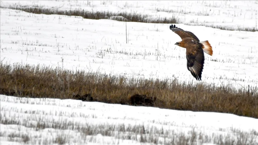 Kars’ta sulak alanlar göçmen kuşlarla şenlendi