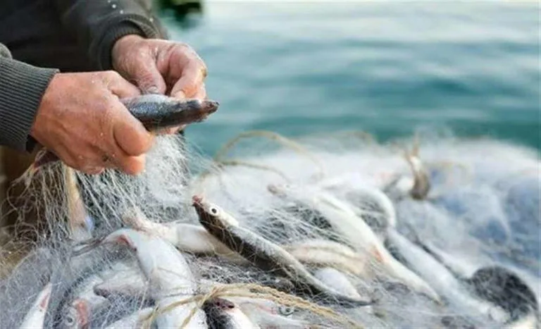 Denizlerde 4,5 aylık av yasağı başladı: gırgır ve trol yasak, olta serbest!