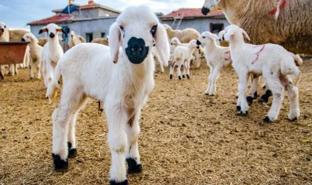 Kırsalda Bereket Projesi