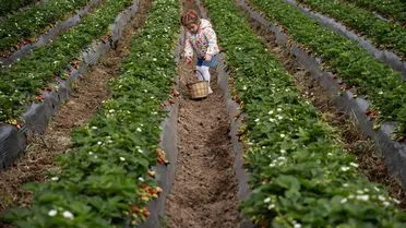 Emiralem Çileği Verimli Bir Yıl Geçiriyor