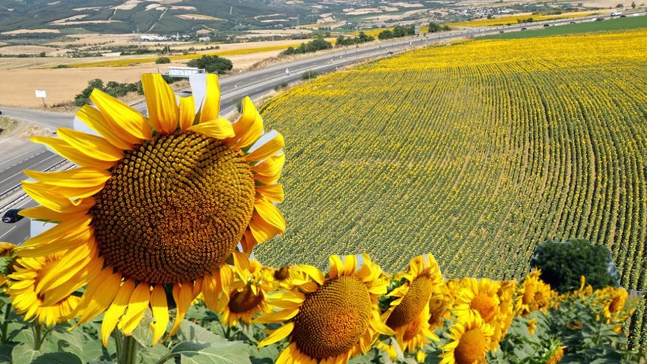 Türkiye’nin ayçiçeği yağı ihracatı ilk çeyrekte yüzde 17,2 arttı
