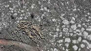 Kayseri’de Koyun Dağıtımı Artıyor