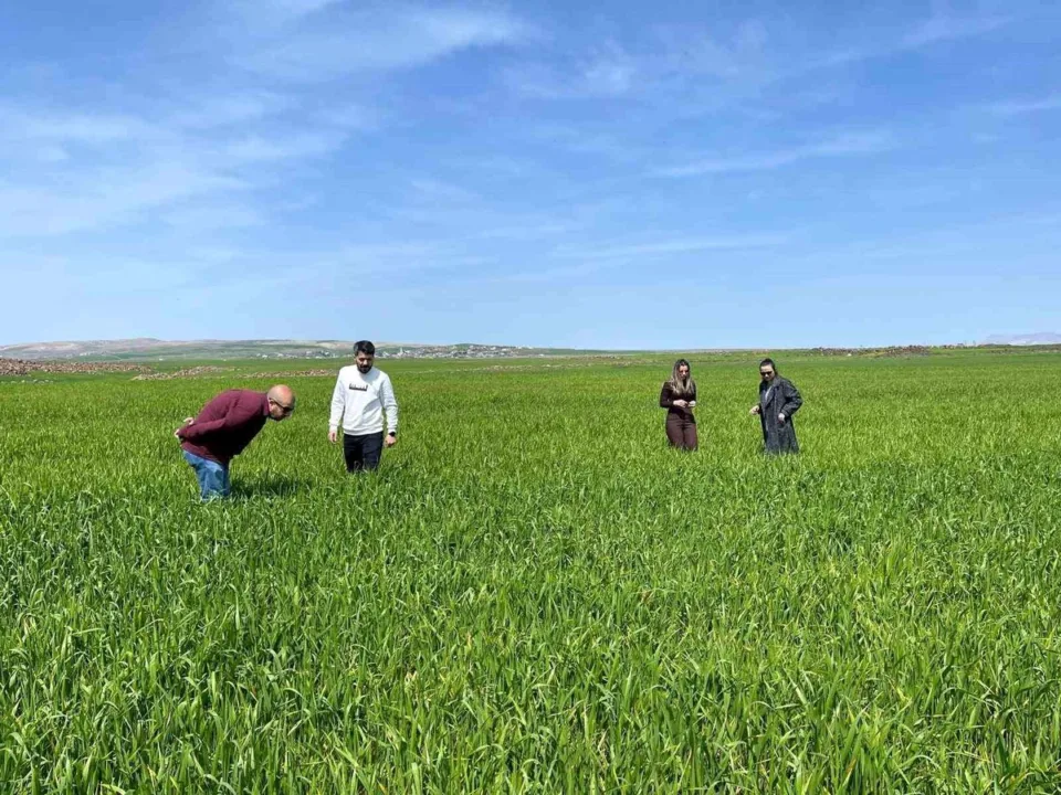 Cizre’de Süne Zararlısına Önlem