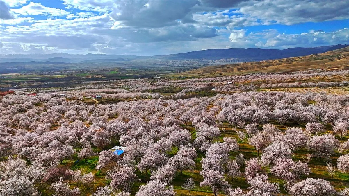 Darende’deki kayısı bahçelerinde görsel şölen!