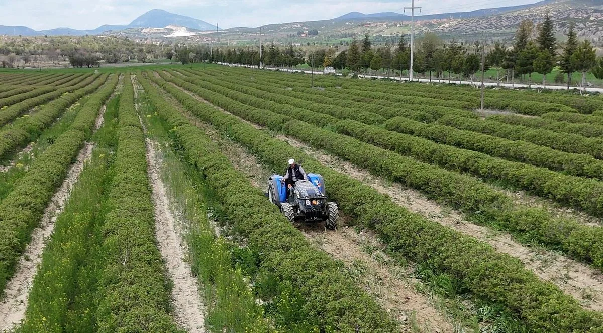 Isparta’da Gül Rekoltesi 13 Bin Ton Bekleniyor