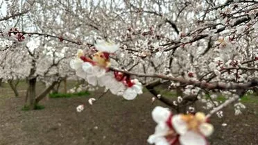 Kağızman’da Kayısı Ağaçları Çiçek Açtı