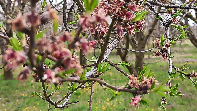 Zirai don vurdu: Kayısı ve badem yandı, gözler kirazda