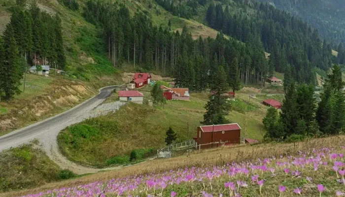 Karadeniz’in Güzide Yaylalarından Erikbeli
