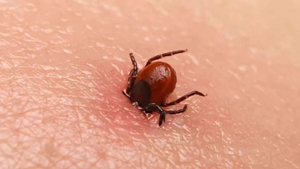 Kene popülasyonu arttı, uzmanlar tedbir çağrısı yaptı