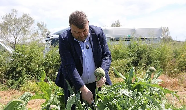 Tarlaya inen Başkan Yetişkin, üreticilerle birlikte enginar topladı, onların talep ve önerilerini dinledi.