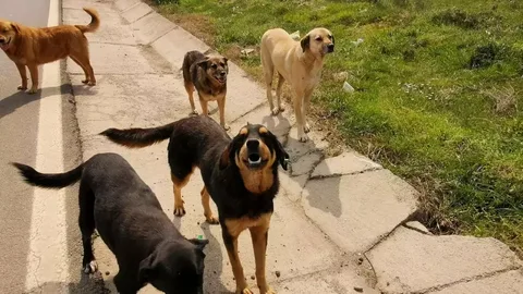 İstanbul Valisi Gül: Sokaklarda sahipsiz tek bir köpek bulunmayacak