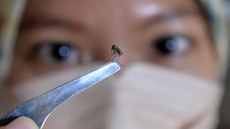 Doğaya müdahale: 32 milyon laboratuvar sineği serbest kalacak