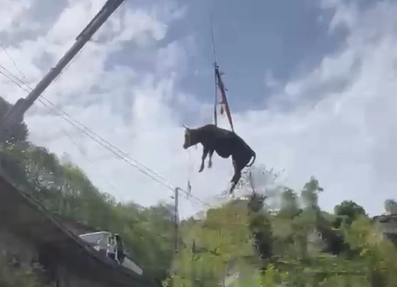 Kurban Bayramı yaklaşıyor, kurbanlıklar firarda!