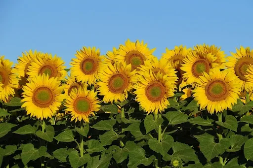 Yerli ayçiçeği tohumunun pazar payı arttı