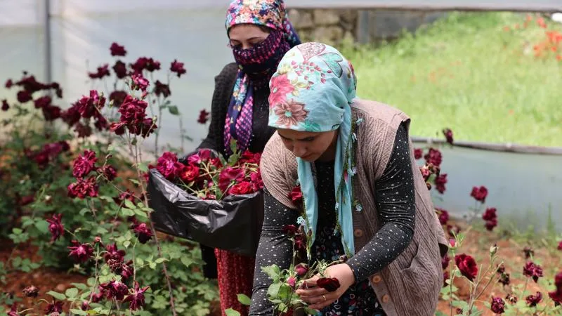 “Karagül”de hasat zamanı