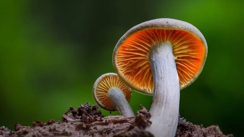 Mantarların Bir Zihni Var mı? Fungal Zekâ ve Bilincin Sınırları