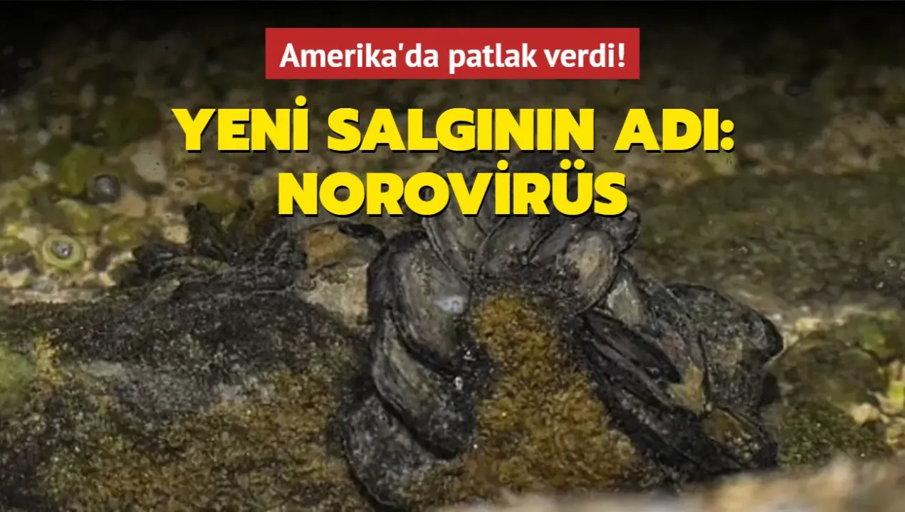 Hantavirüsten sonra şimdi de Norovirüs! 1700’den fazla kişi karantinaya alındı