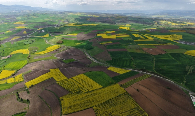 Samsun’da kanola üretimi ekonomiye 350 milyon TL katkı sağladı