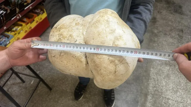 Bahçesinde 3 kilo 470 gram ağırlığında mantar buldu