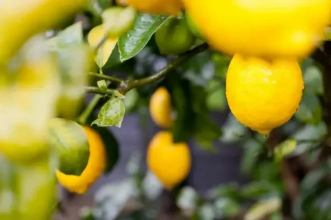 Türkiye’nin limon ihracatı 500 milyon dolara koşuyor
