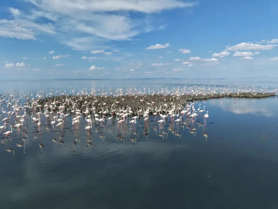 ‘flamingo cenneti’nde flamingo mucizesi