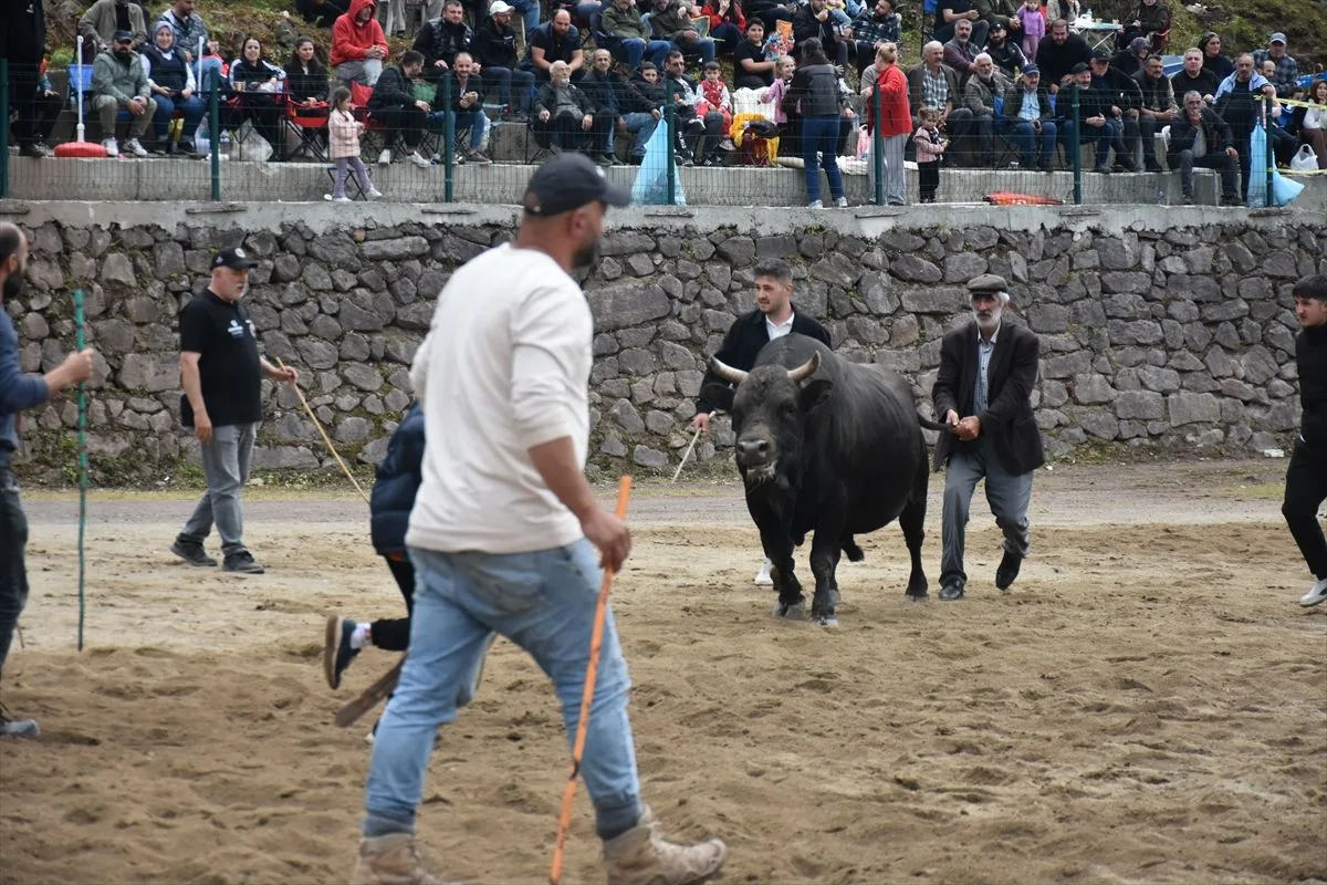 Murgul’da Boğa Güreşleri Festivali Sona Erdi