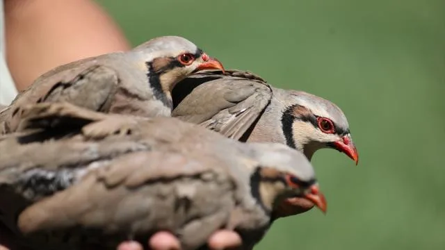 Türkiye’nin keneyle mücadele ordusu büyümeye devam ediyor