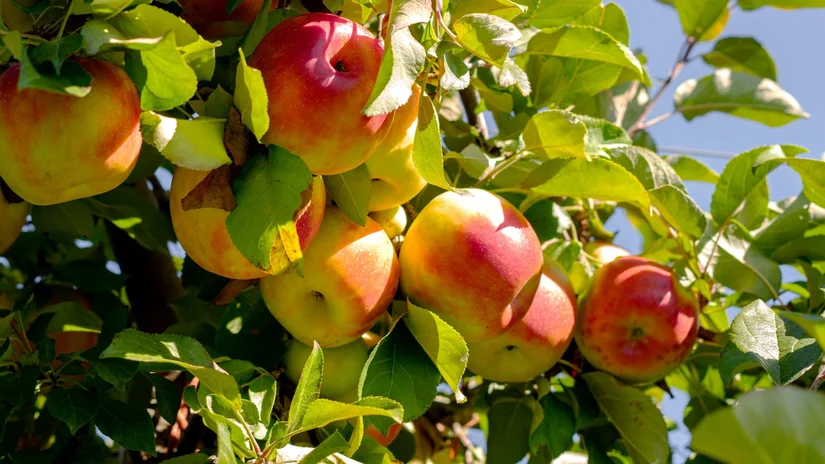 Elma Ağacı Anaçları Kuraklığa Karşı Nasıl Bir Direnç Gösteriyor?