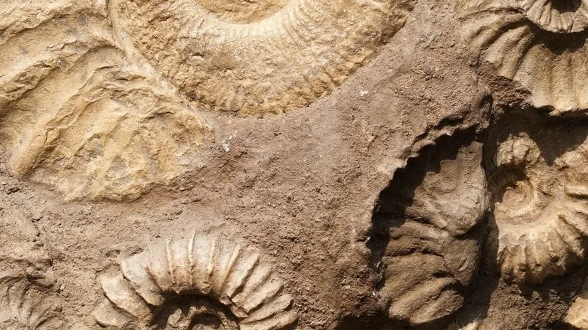 Çevresel Değişim, Canlıların Uyum Sağlama Kapasitesini Aştığında Ne Olur?