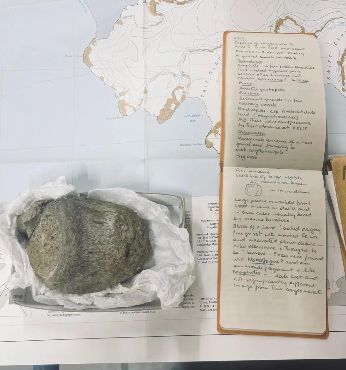40 Yıl Çekmecede Kalan Fosil, Antarktika’nın İlk Dinozor Kanıtı Çıktı
