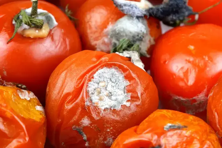 Meyveleri ilk günkü gibi taze tutan yöntem!