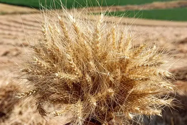 Çorum’da ezber bozan ‘Kirve’nin sırrı