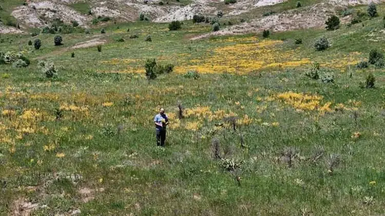 Doğanın sunduğu en renkli ‘eczane’.. Sivas’ın dağlarında yetişiyor!