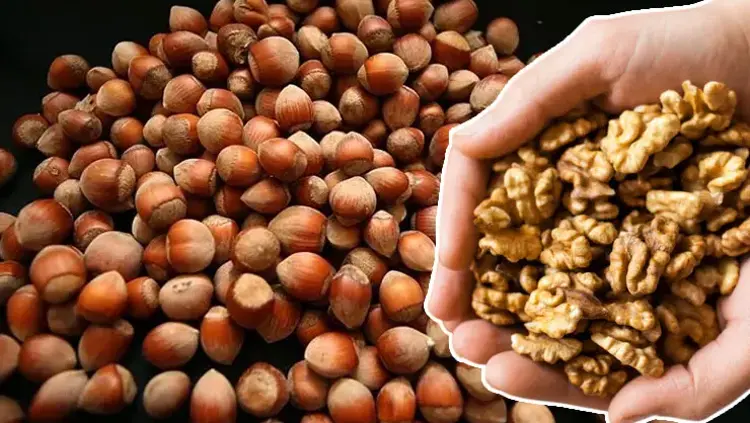 Ceviz mi daha sağlıklı yoksa fındık mı?