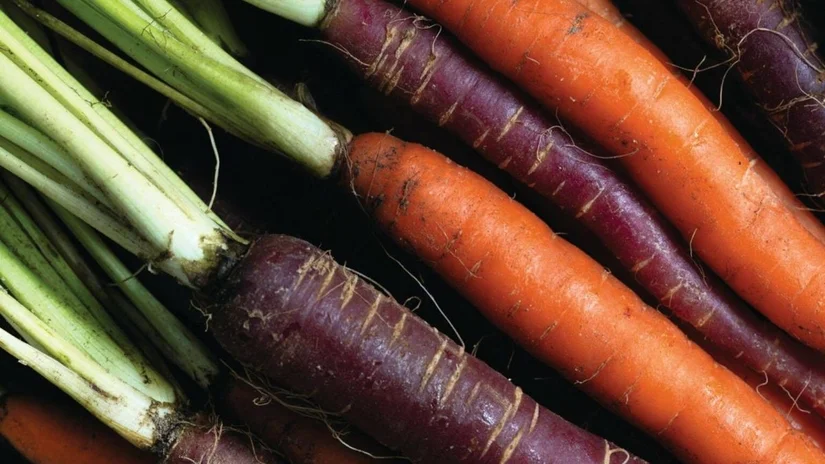 Havuçlar Neden Turuncudur?