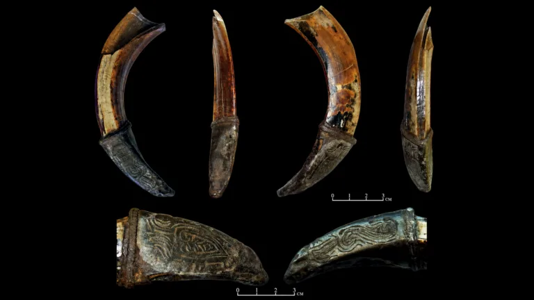 Orta Çağ Novgorod’unda Bulunan Nadir Metal Kaplamalı Yaban Domuzu Dişi Muskası Bilinen Hiçbir Örneğe Benzemiyor