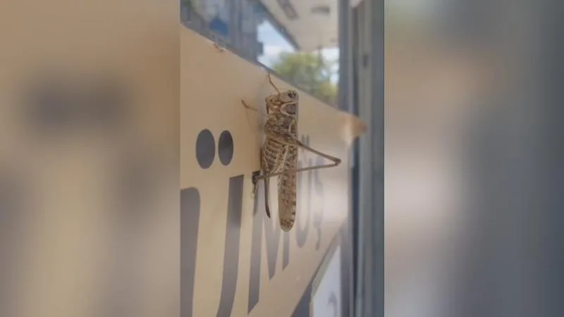 İstanbul’daki çekirge yoğunluğunun sebebi mevsimsel popülasyon artışı