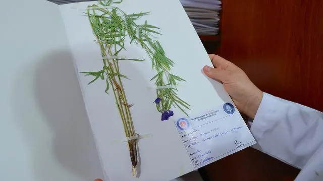 Hakkari’de bilimsel çalışmalarla tespit edilen bitki türü sayısı 800’e çıktı