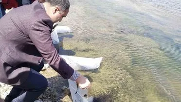Aslanapa Kureyşler Göleti’ne 140 bin sazan yavrusu bırakıldı