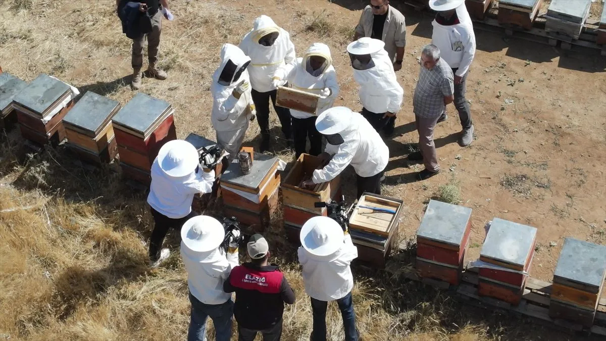 Elazığ’da Bal Hasadı Başladı