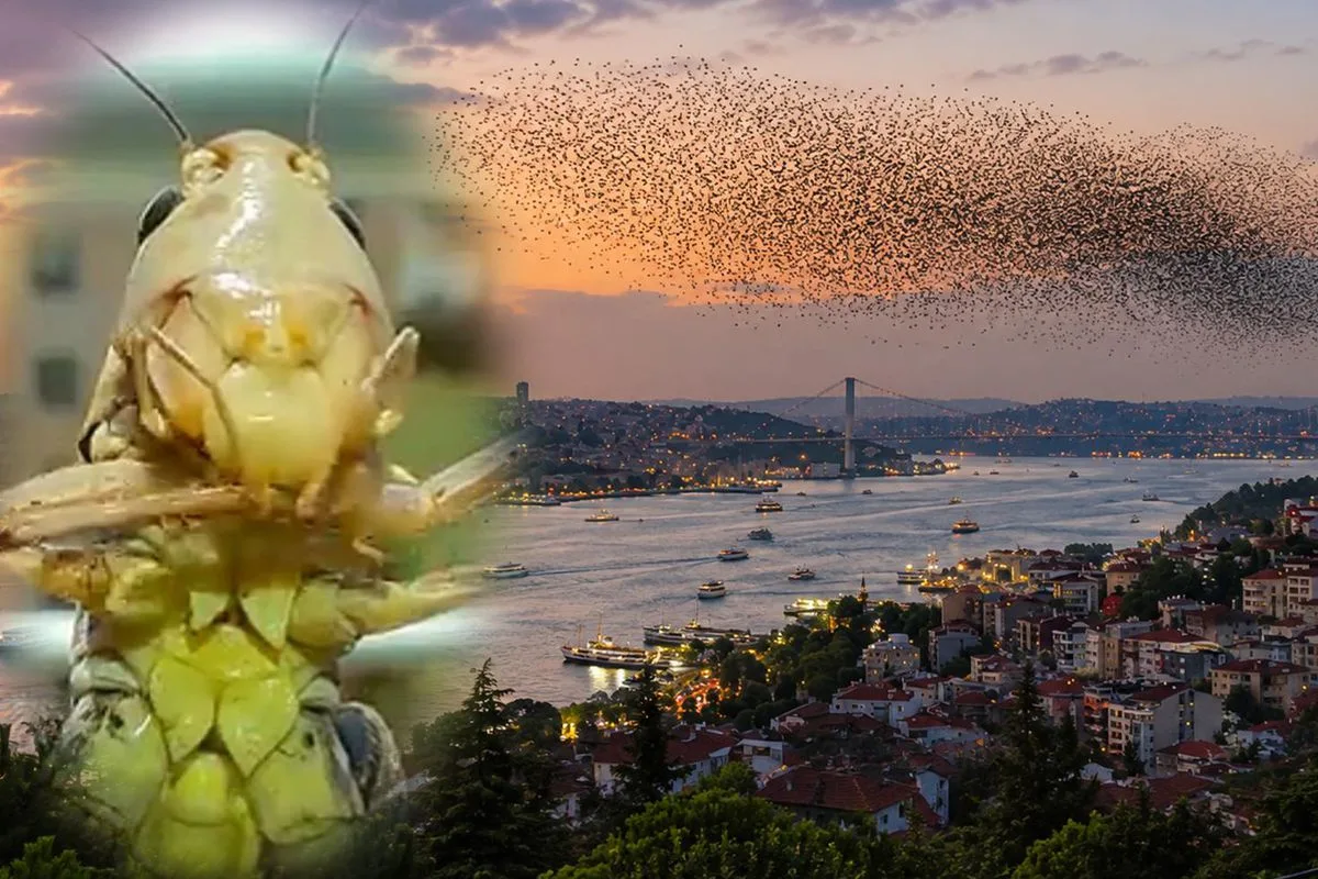 Sürüler halinde Türkiye’ye geliyorlar! İstanbul’dan sonra o ili de sardılar