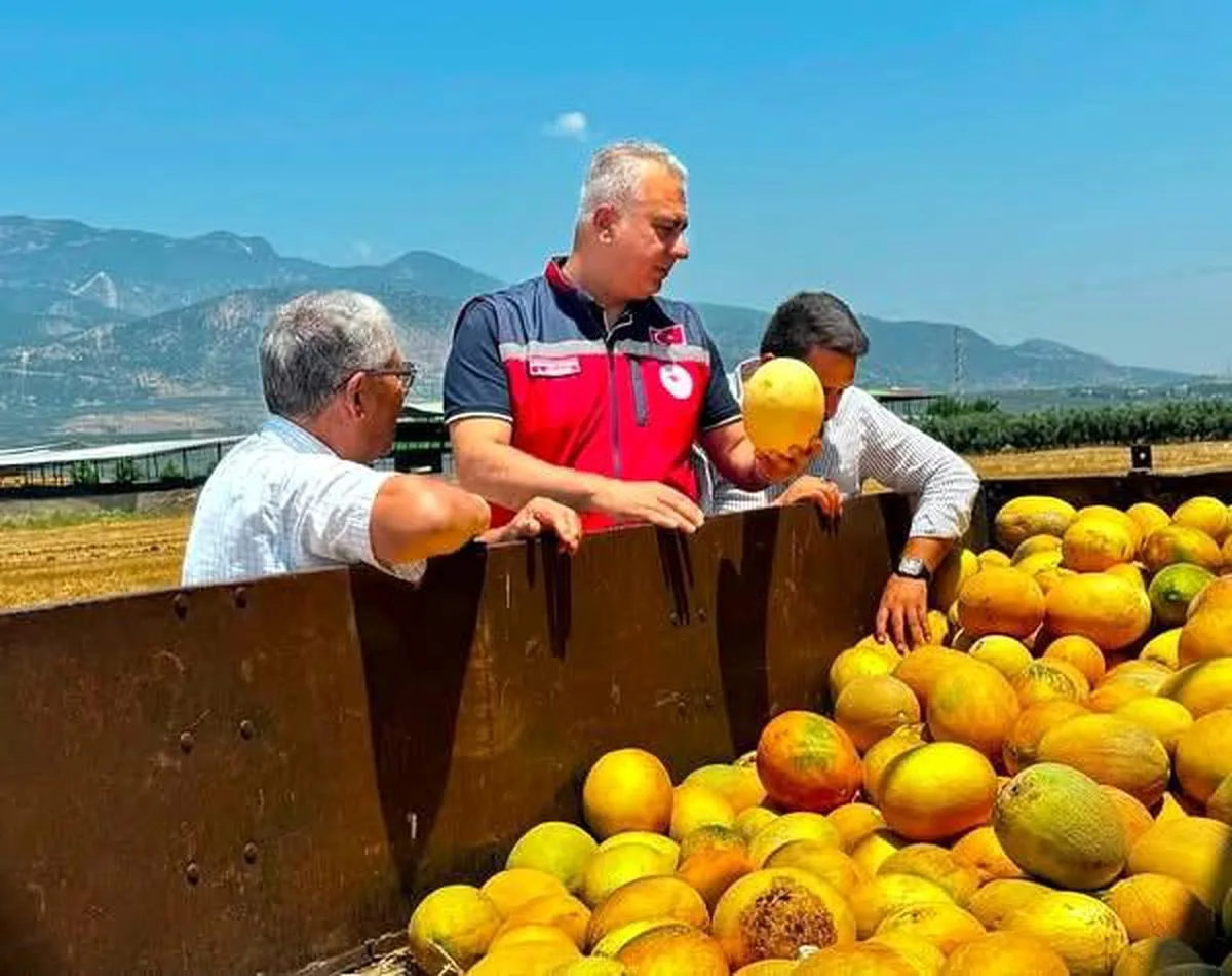 Kırıkhan Kavunu İncelemesi Yapıldı